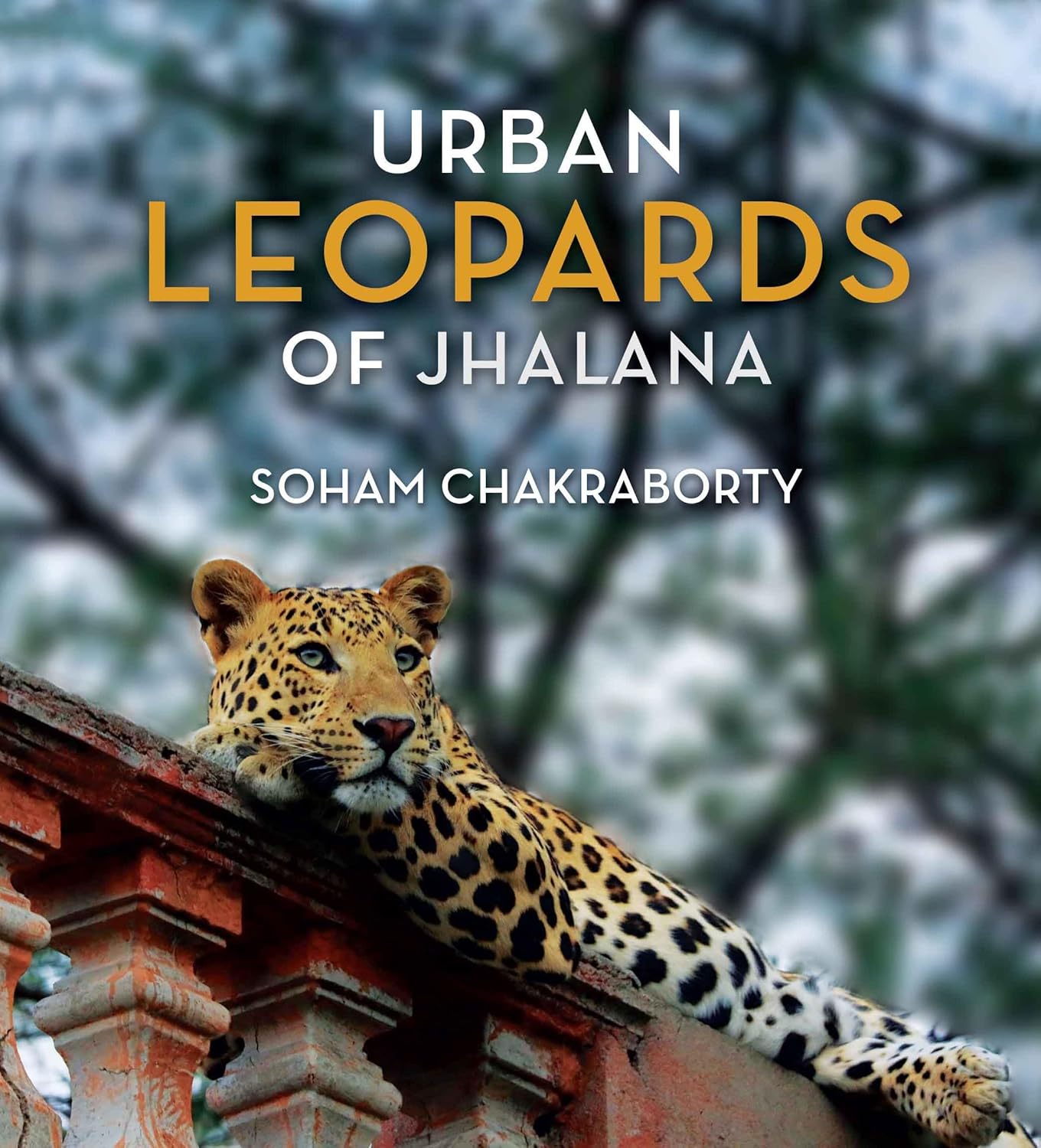 URBAN LEOPARDS OF JHALANA (F.B)