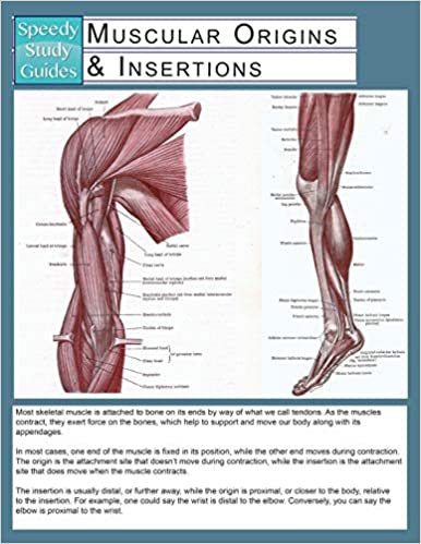Muscular Origins & Insertions