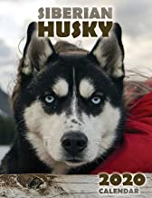 The Siberian Husky 2020 Calendar