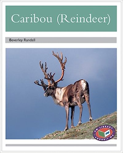 Caribou 