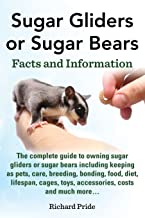 Sugar Gliders or Sugar Bears