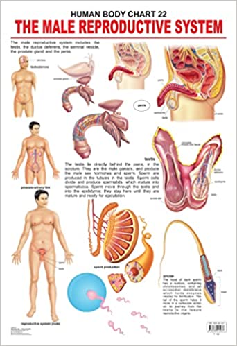 Dreamland The Male Reproductive System
