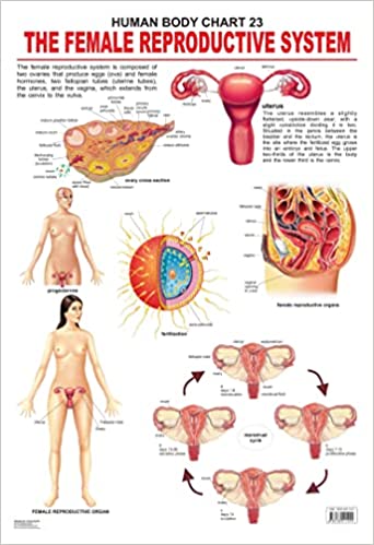 Dreamland The Female Reproductive System