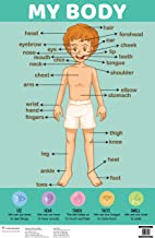 Charts: My Body Charts (Educational Charts for kids)