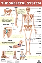 Charts: The Skeletal System Charts (Educational Charts for kids)